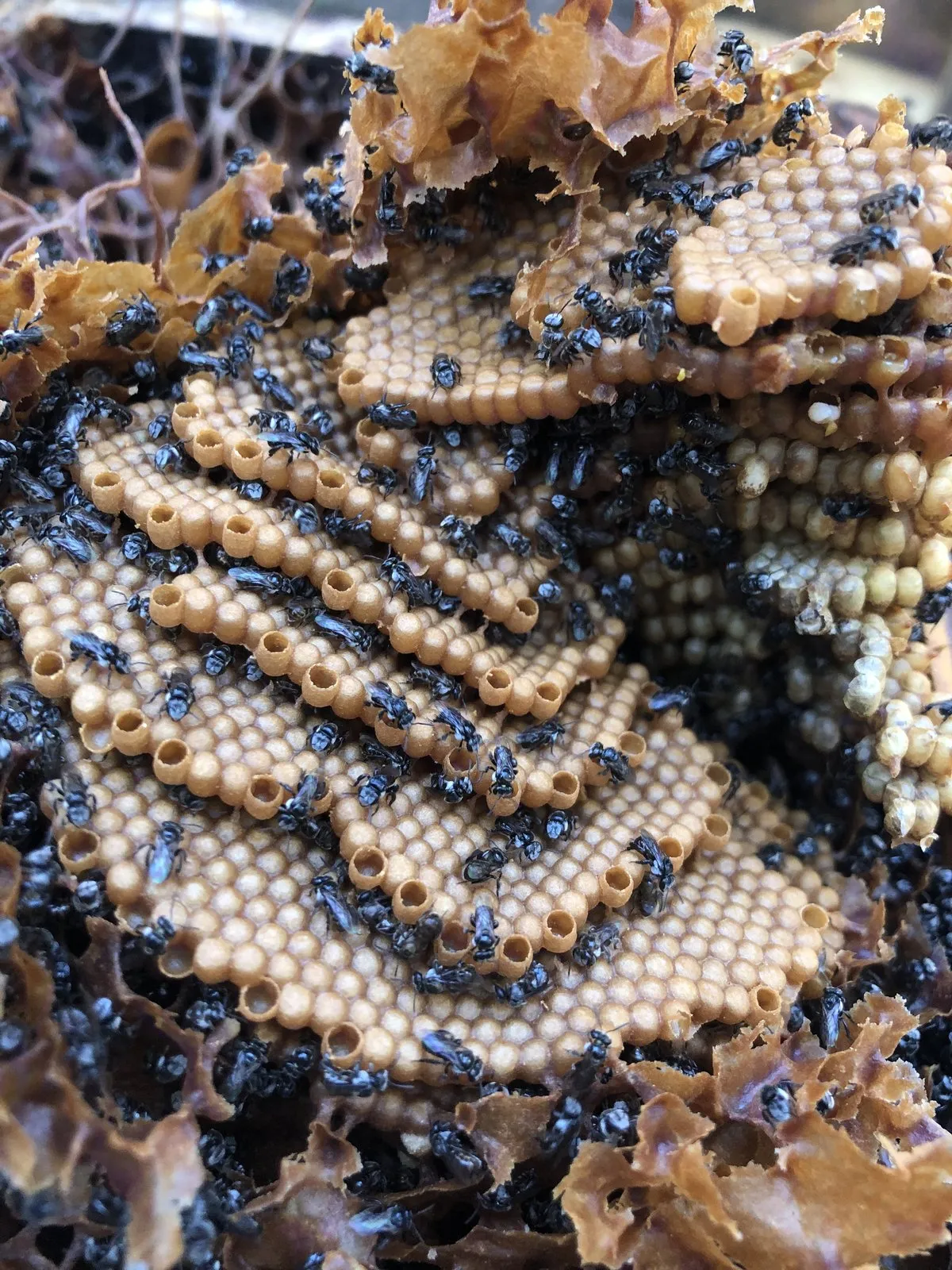 Panal de cría de abejas sin aguijón visto de lado, con capas de celdas color crema y decenas de pequeñas abejas negras encima