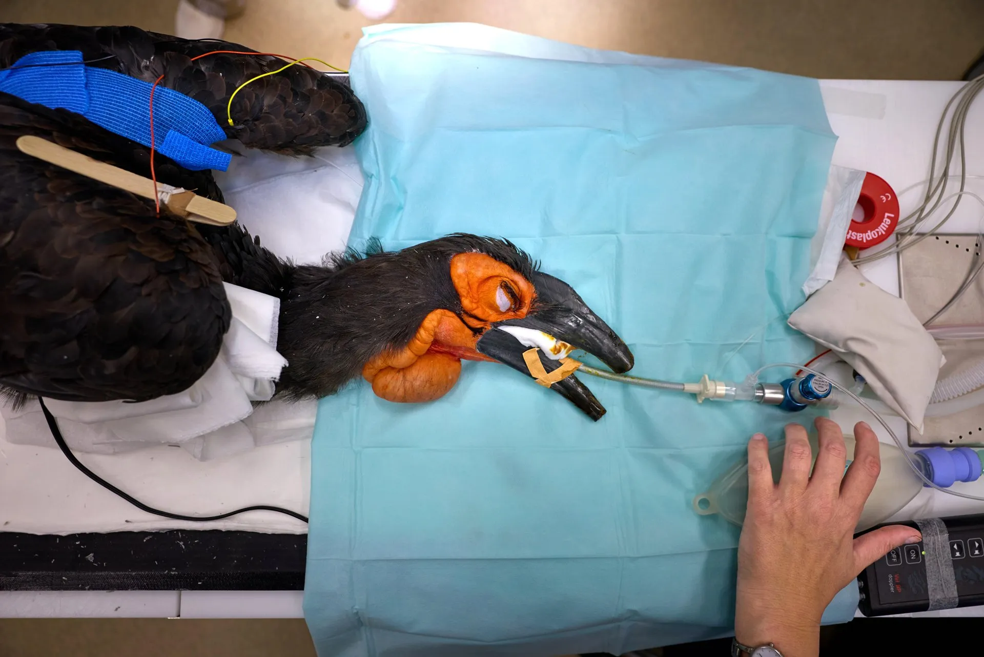 Un calao terrestre sureño anestesiado sobre una mesa de operaciones cubierta con un paño azul, con un tubo de respiración y el pico protegido