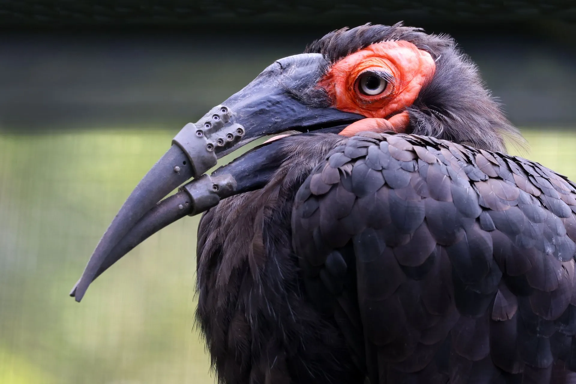 Primer plano de un calao terrestre sureño de plumas negras y piel roja alrededor del ojo, con un pico gris largo sujeto con piezas metálicas atornilladas