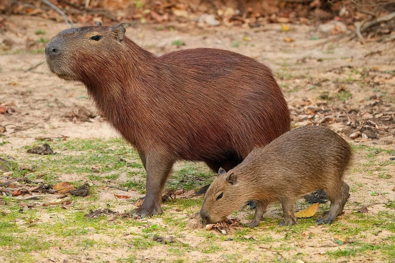 Un capibara adulto y su cría buscan comida en el suelo