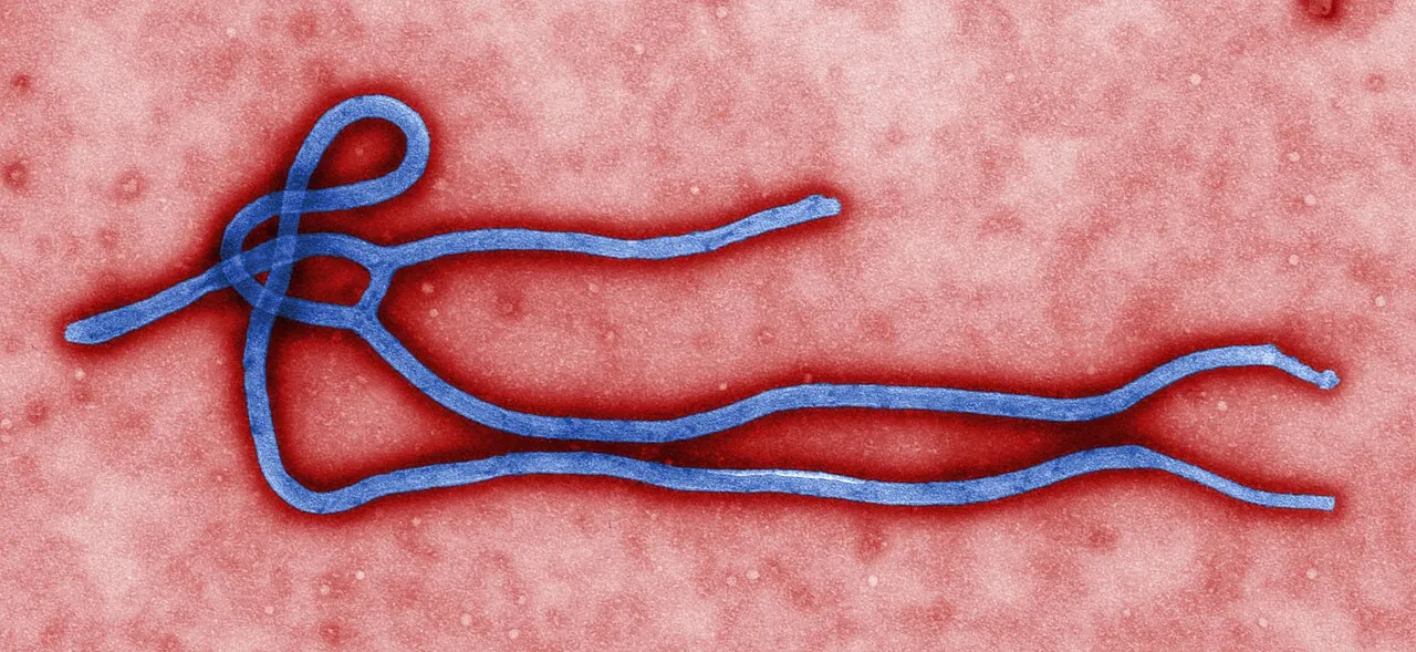 Filamento alargado de color azul, enrollado en un extremo, sobre un fondo rojo granulado: un virus del ébola visto al microscopio electrónico