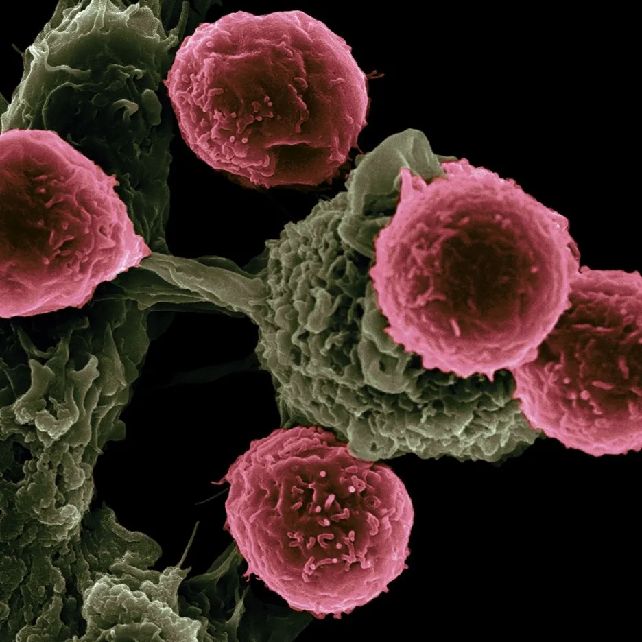 Imagen de microscopio electrónico: células dendríticas, en verde, rodeadas de linfocitos T, en rosa