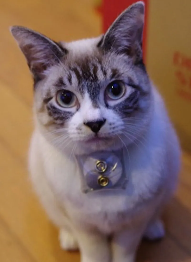 Un gato blanco con manchas grises mira a la cámara con una pequeña baliza transparente colgada del collar