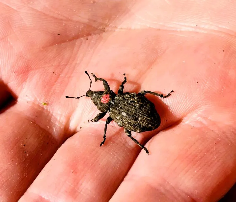 Un gorgojo nudoso de Canterbury, un escarabajo gris oscuro de cuerpo rugoso y largas antenas, sobre la palma de una mano; lleva una pequeña marca roja en el dorso