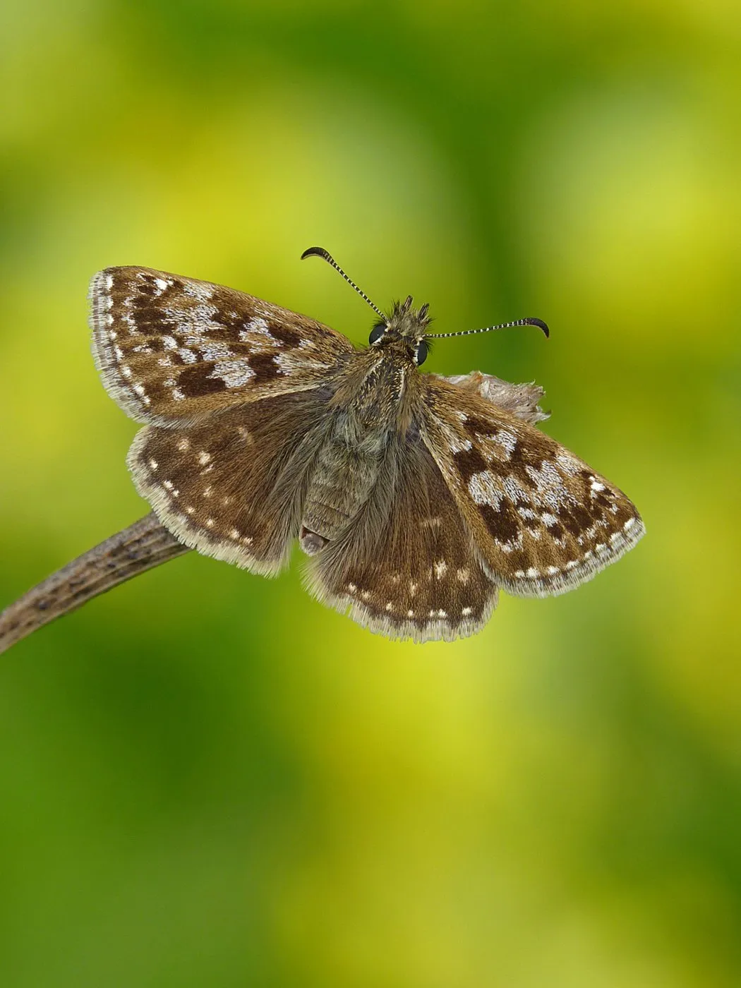 Mariposa de alas marrones con dibujos grises, con las alas abiertas sobre un fondo verde