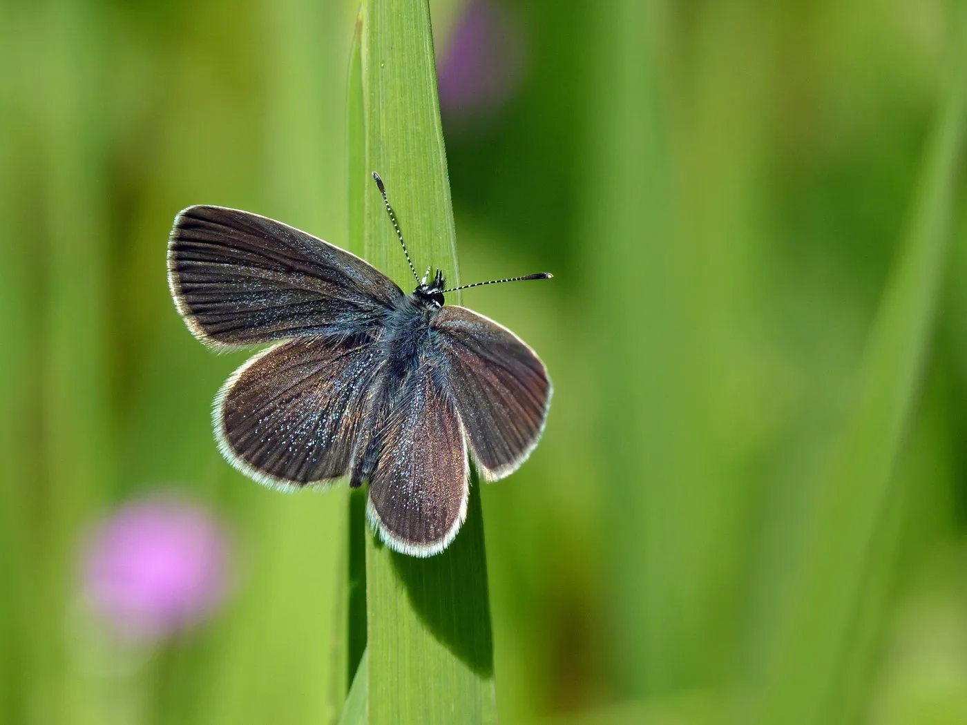 Mariposa pequeña de alas gris azuladas con borde blanco, posada en una hoja de hierba