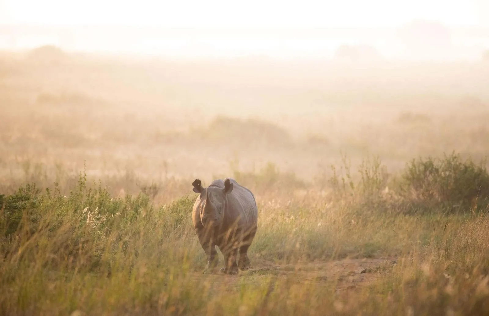 Un rinoceronte negro camina entre la hierba al amanecer, con la sabana envuelta en bruma