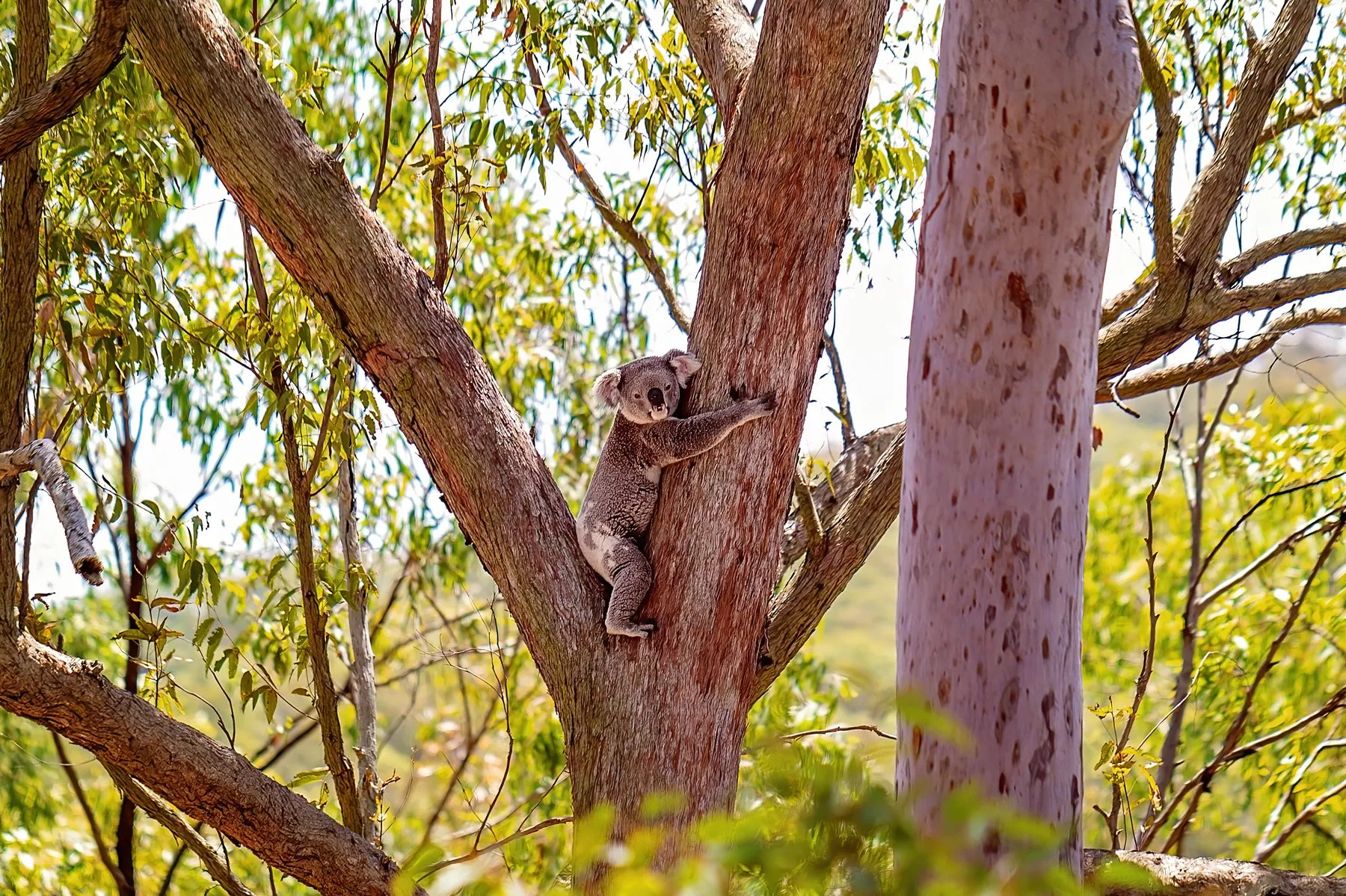 Un koala agarrado al tronco de un eucalipto, entre ramas y hojas verdes, con el cielo de fondo