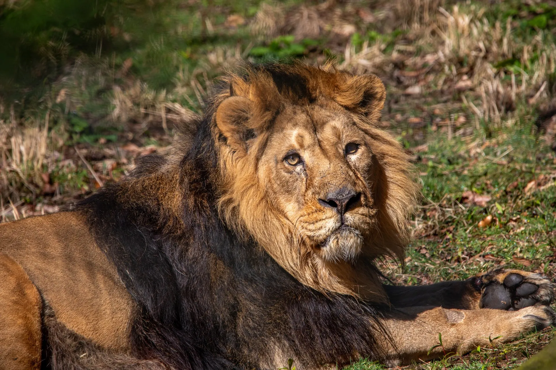 Un león asiático macho de melena oscura tumbado en la hierba, mirando a la cámara
