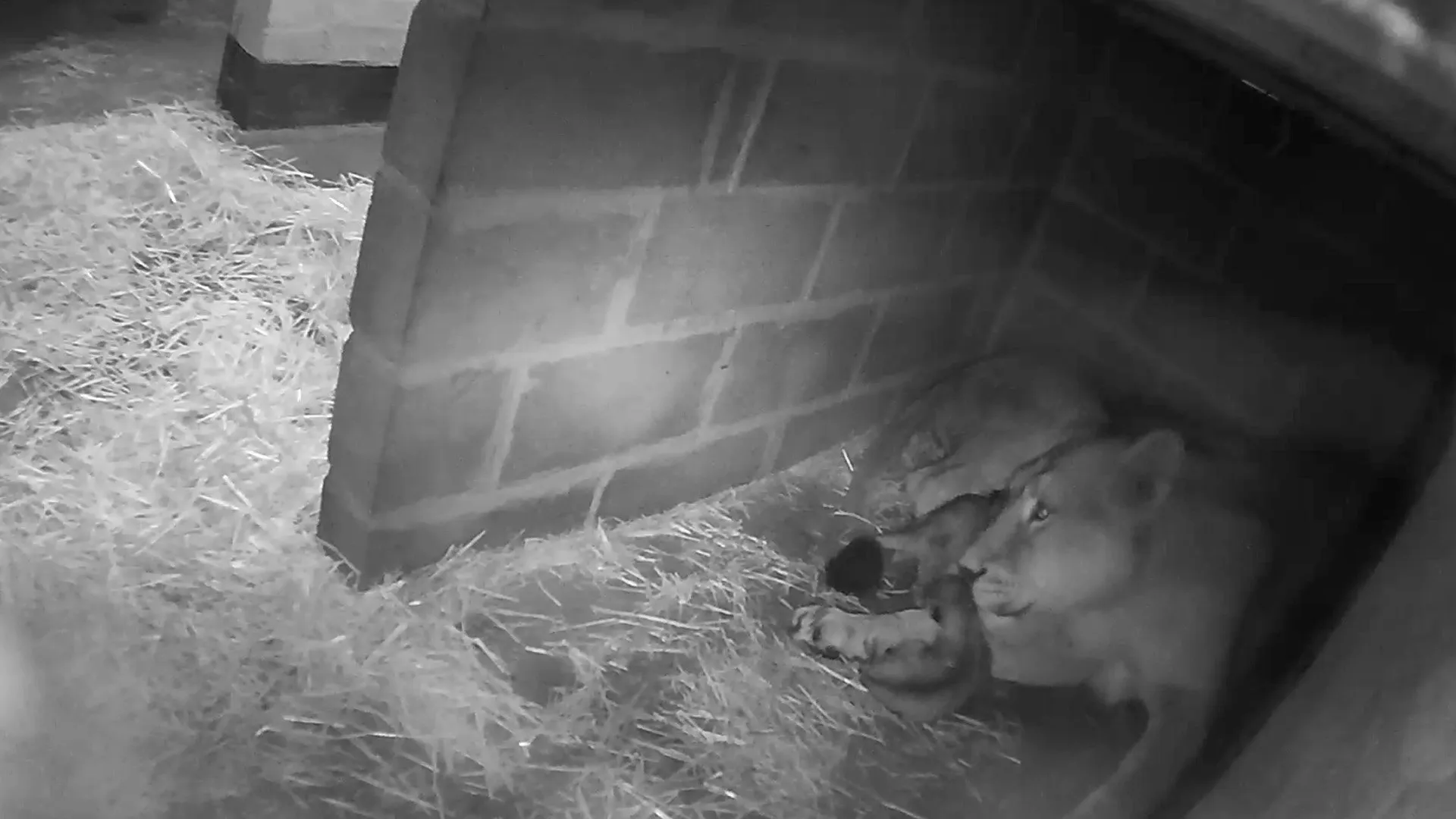 Leona tumbada en la madriguera con un cachorro pegado al pecho, en una imagen de infrarrojos en blanco y negro