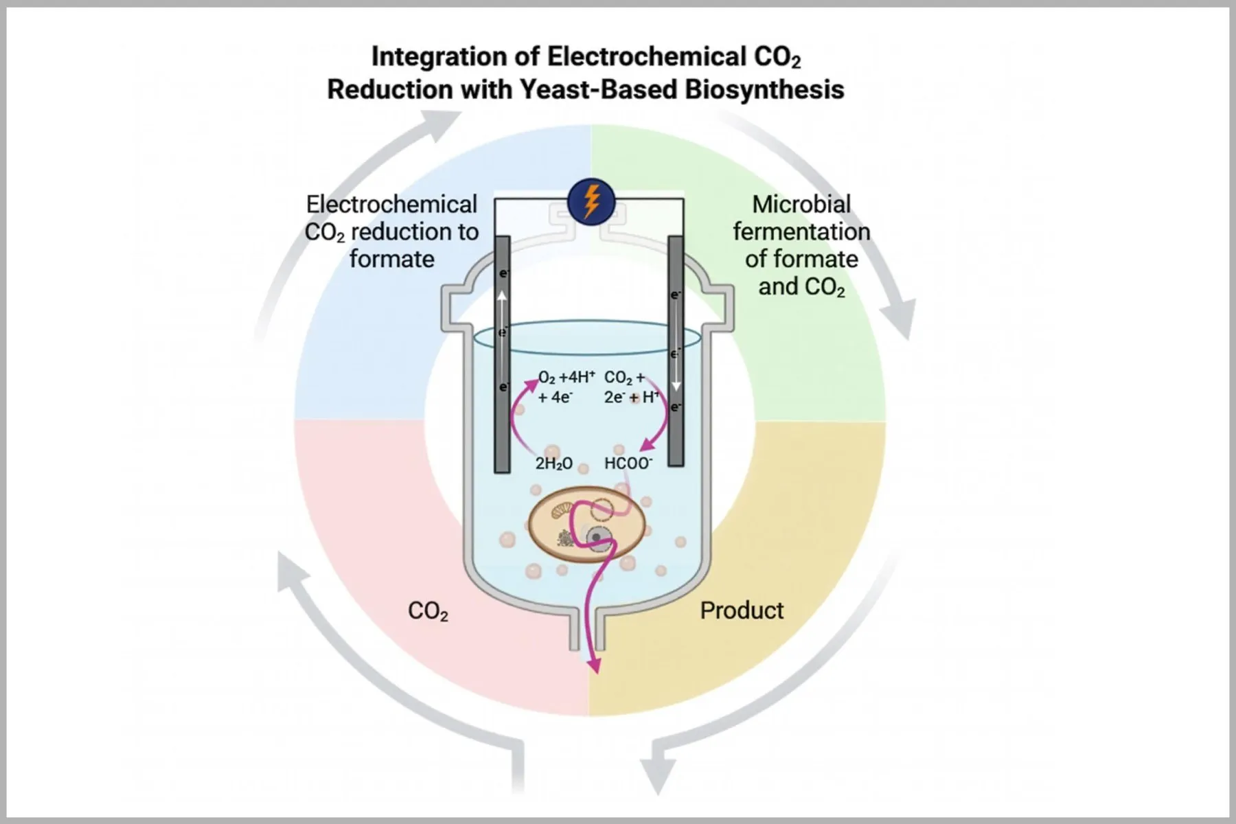Esquema de un biorreactor con dos electrodos: la electricidad convierte el CO₂ en formiato y una célula de levadura lo transforma en el producto final