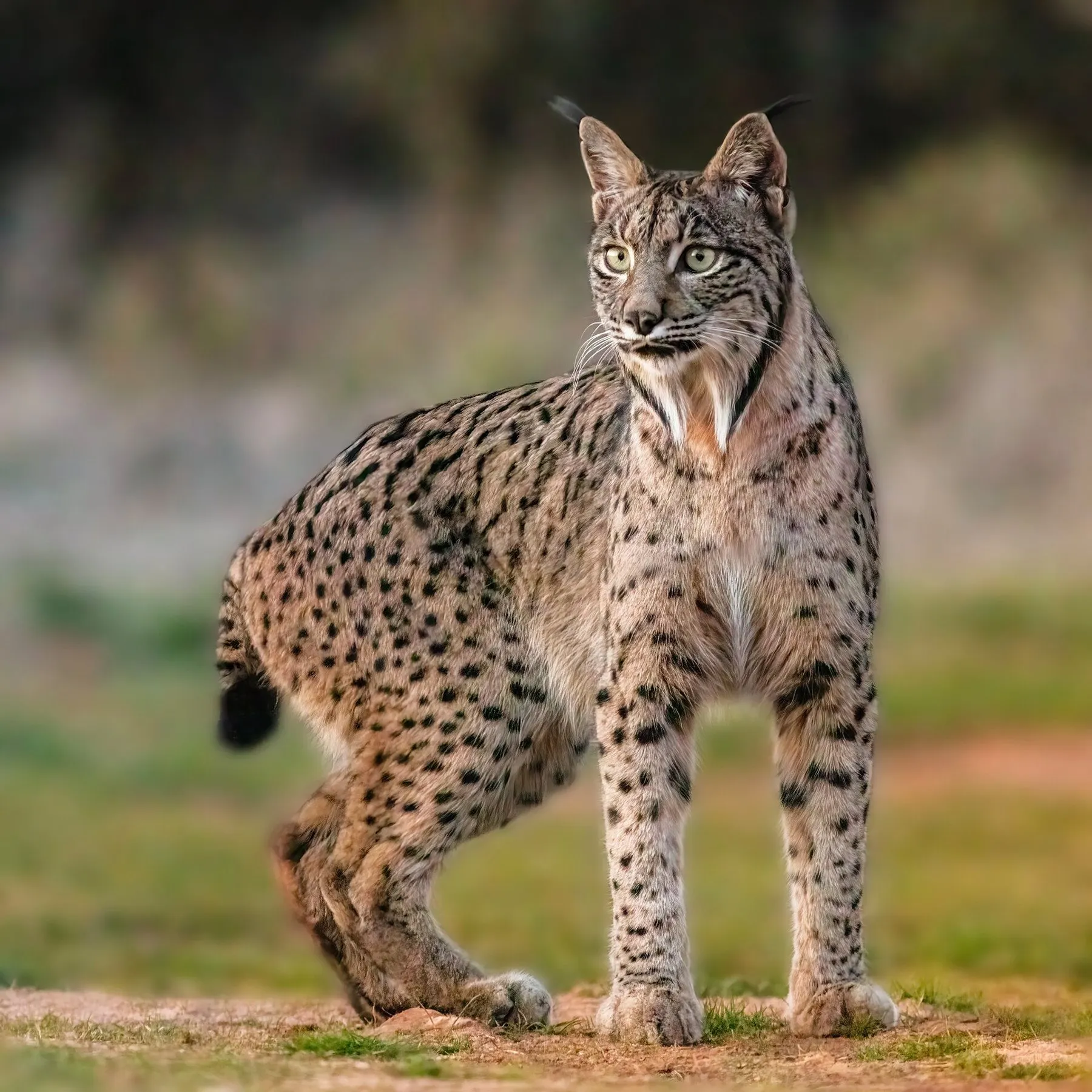 Una lince ibérica camina por un prado y mira a la cámara