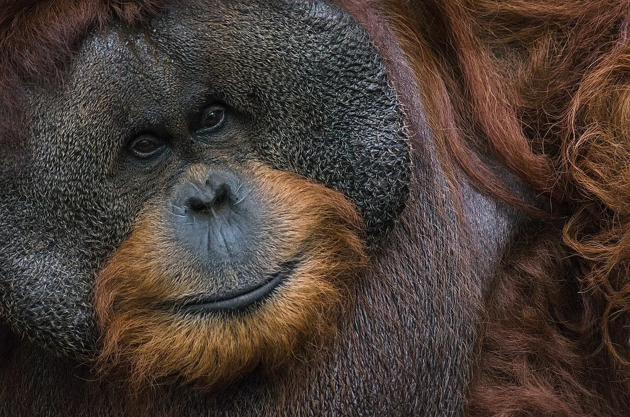 Un orangután macho de Borneo, de pelo rojizo y grandes mejillas, mira a cámara