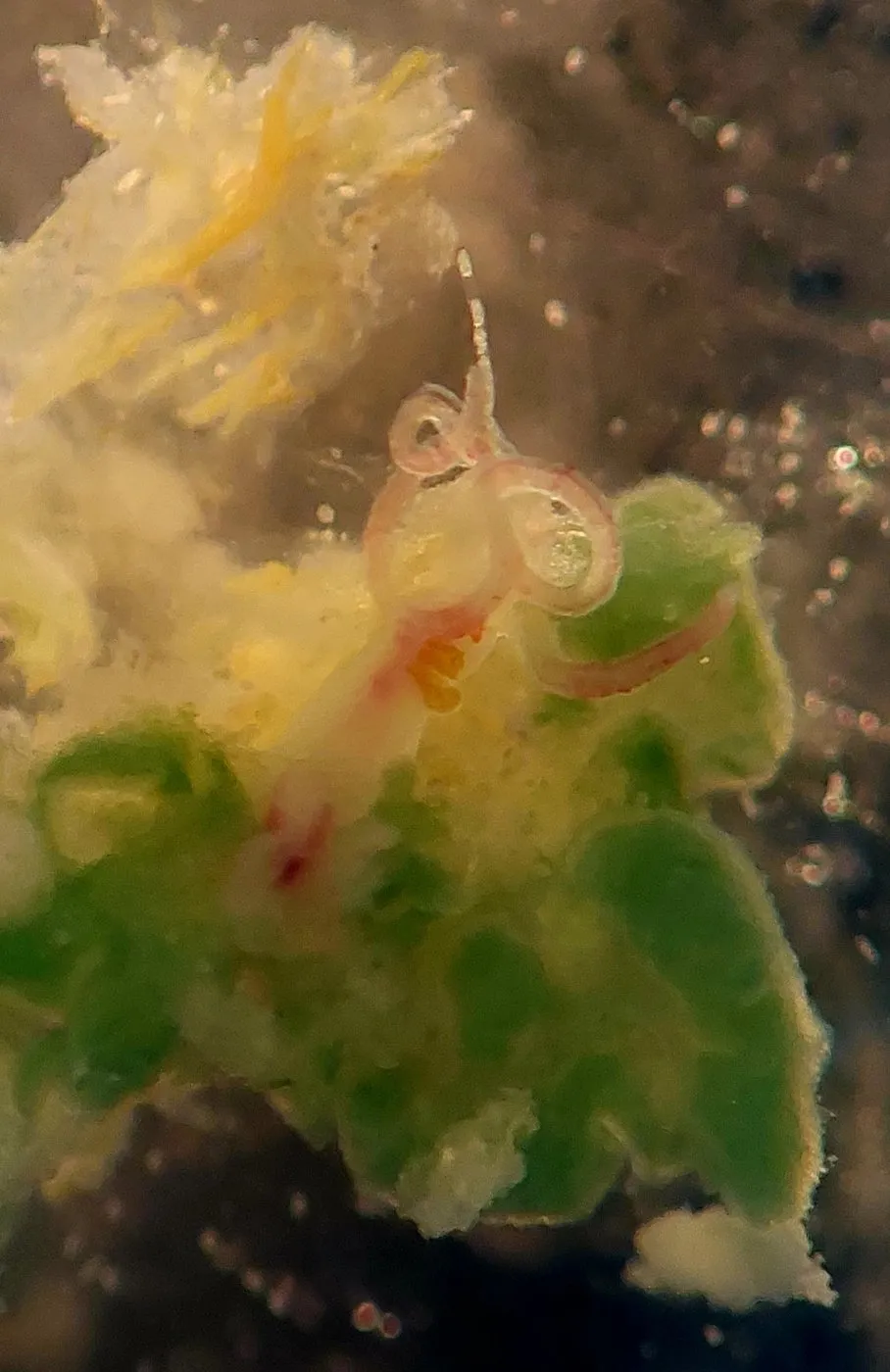 Pequeños gusanos rosados y verdosos sobre un fragmento de hueso, vistos al microscopio