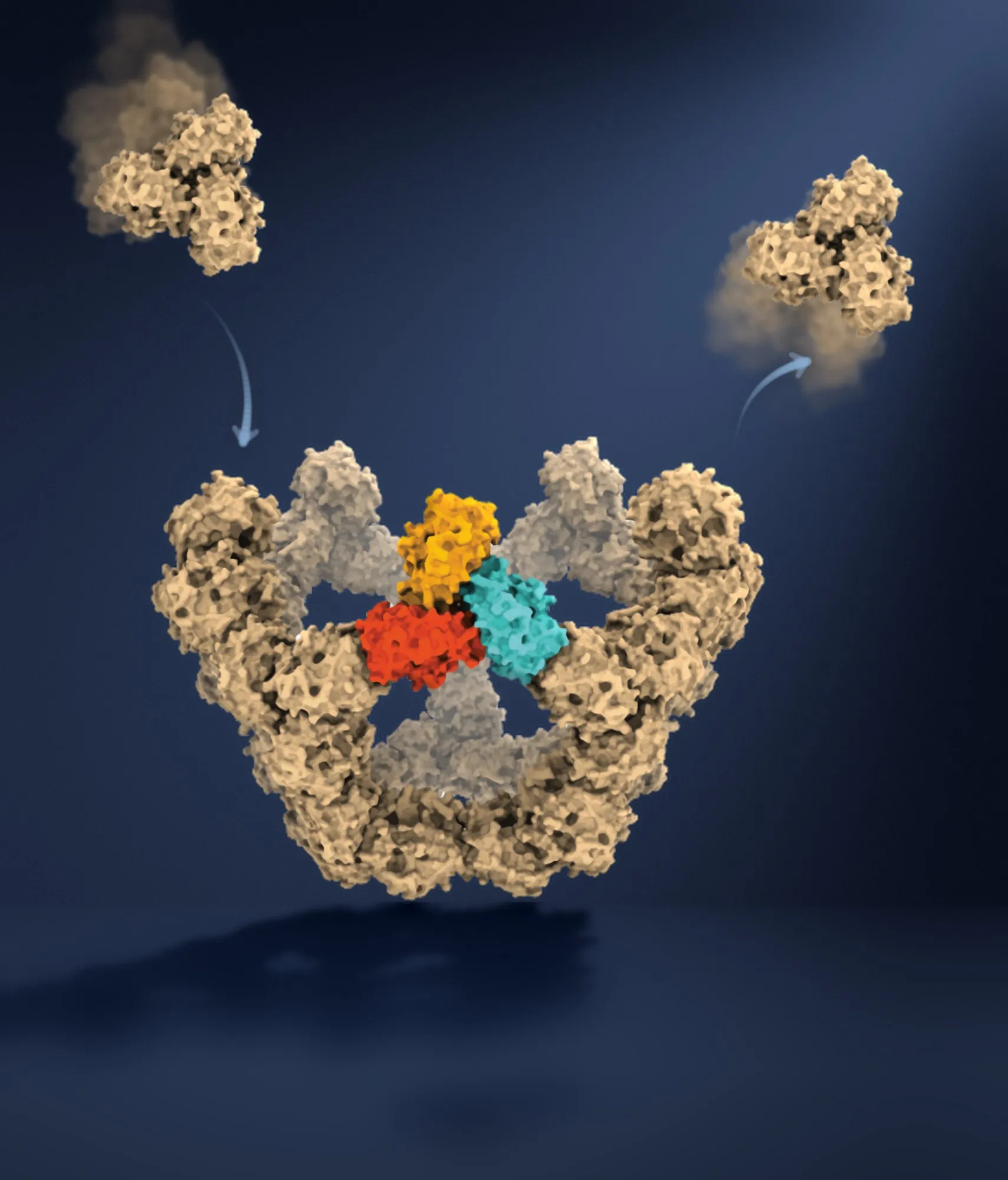 Ilustración de una partícula de virus a medio montar: piezas de proteína color arena forman un anillo, con tres piezas en naranja, rojo y turquesa en el centro, mientras otra pieza llega y otra se aleja, señaladas con flechas sobre un fondo azul oscuro