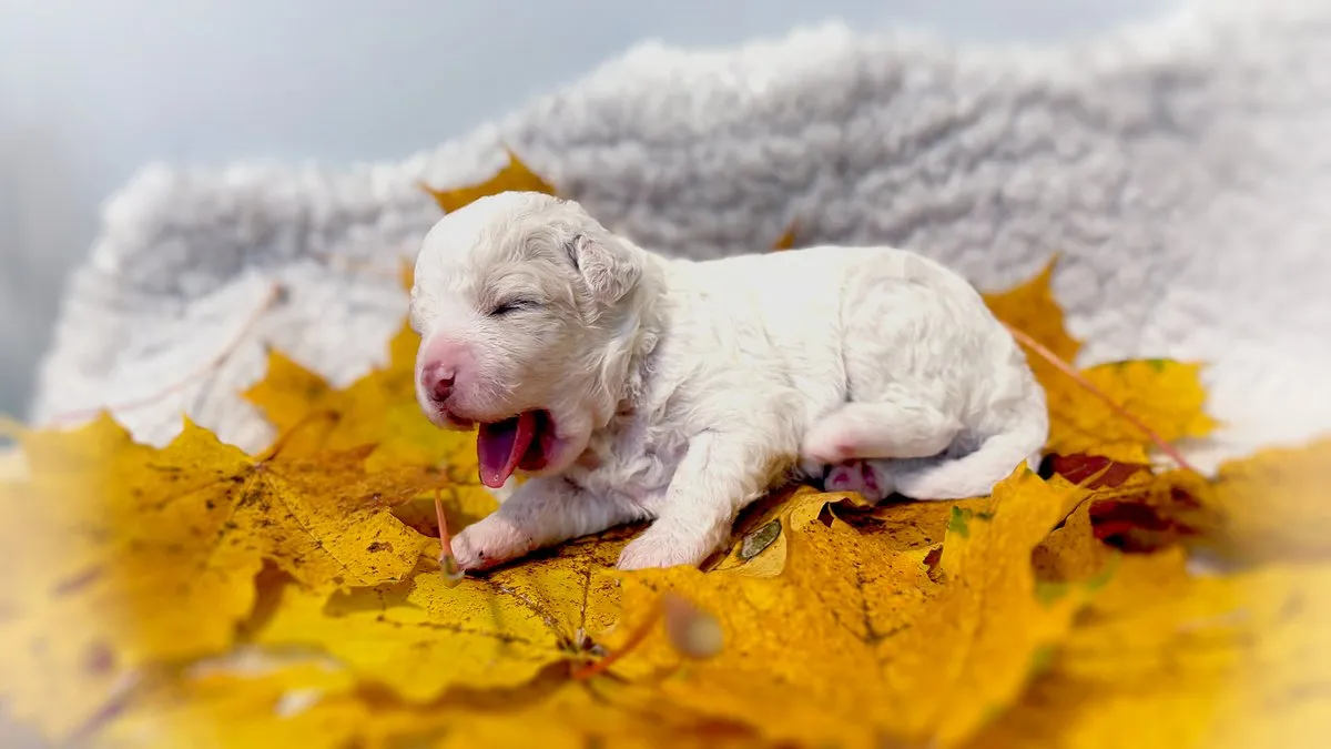 Un cachorro blanco de lagotto romagnolo, de dos semanas, bosteza sobre hojas amarillas de otoño
