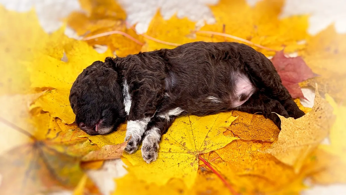 Un cachorro marrón de lagotto romagnolo, de dos semanas, duerme sobre hojas amarillas de otoño