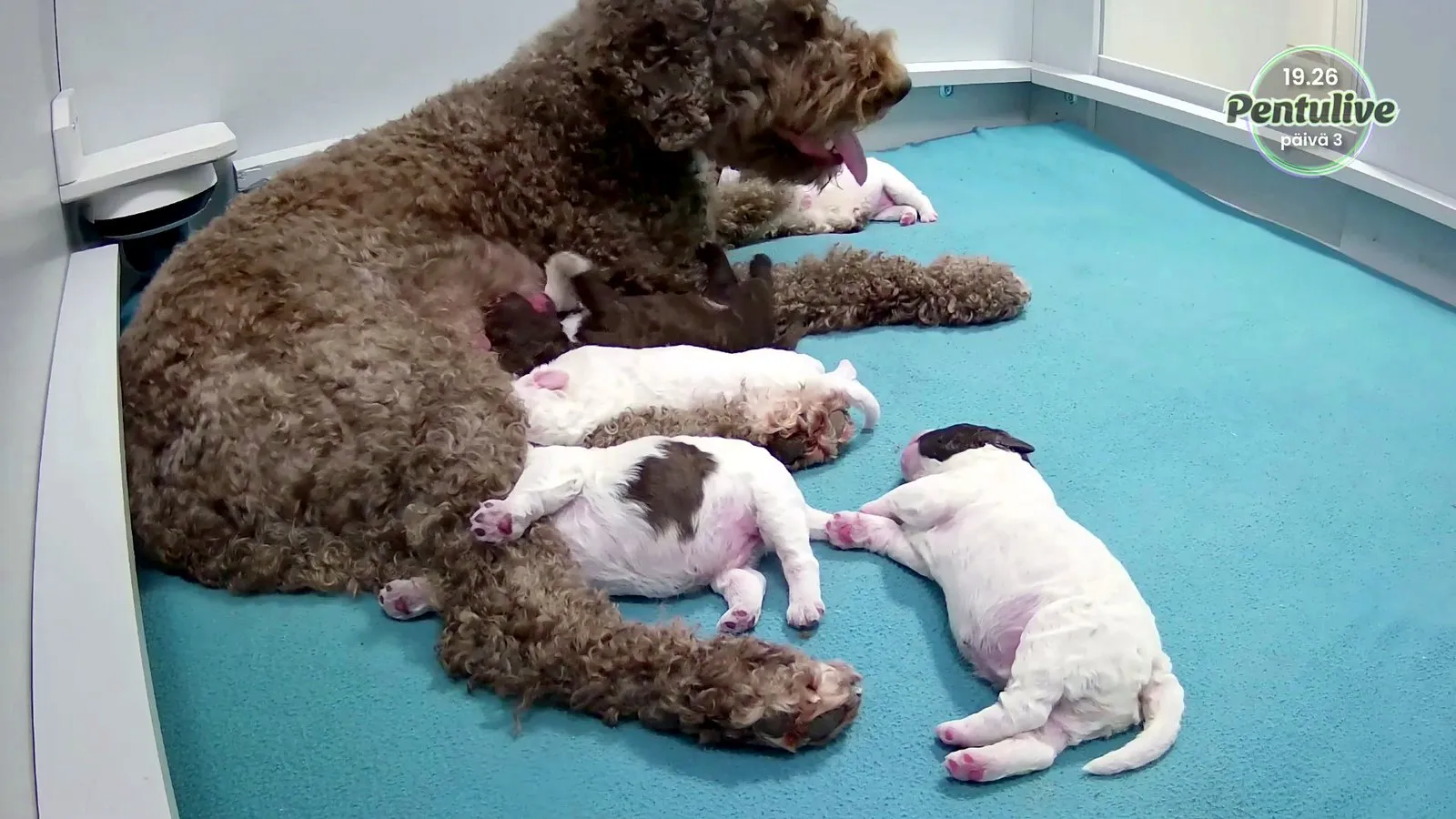 Hilkka, una perra lagotto romagnolo marrón, tumbada junto a sus cachorros blancos y marrones en la caja que retransmite Pentulive