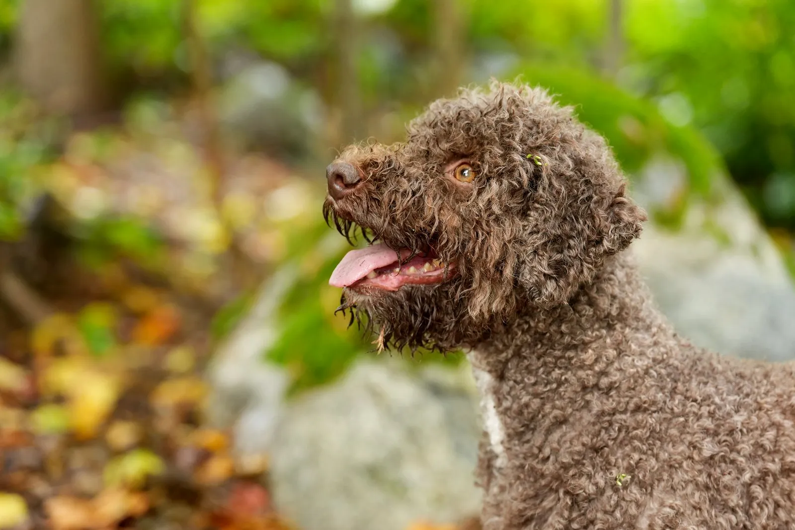 Hilkka, lagotto romagnolo marrón de pelo rizado, sentada en un bosque otoñal antes del parto