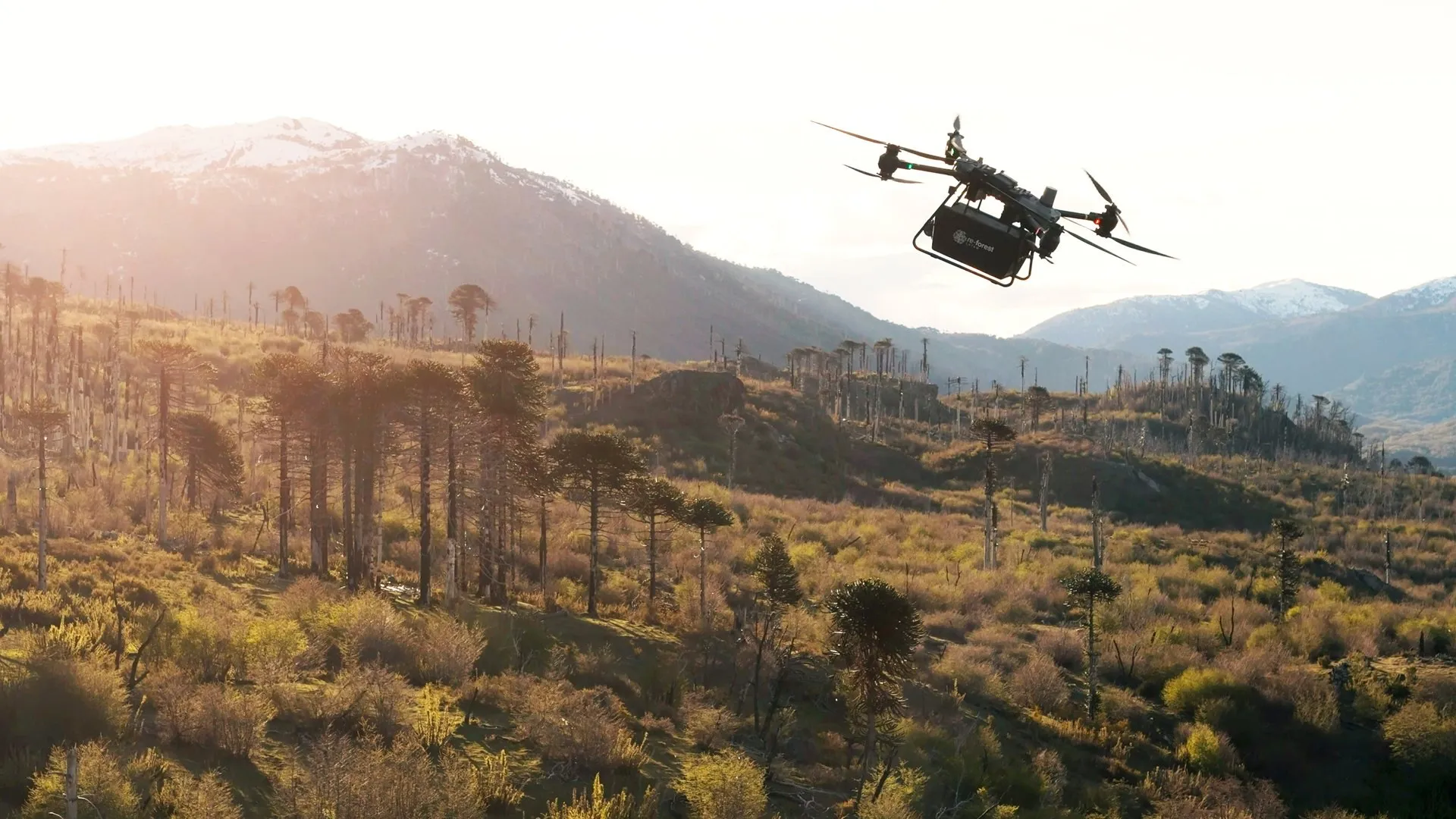Un dron con una caja de semillas vuela a contraluz sobre una ladera con araucarias vivas y troncos quemados, con montañas nevadas al fondo