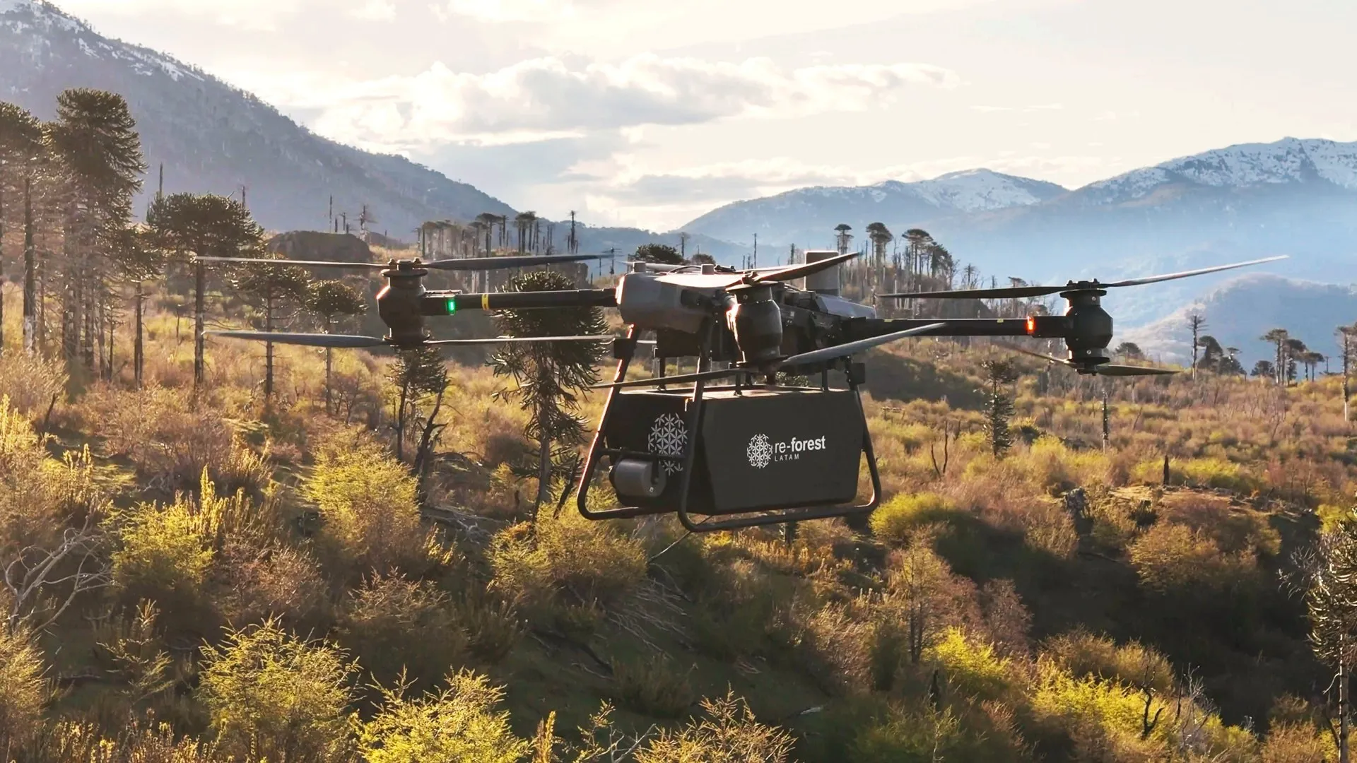 Un dron grande con una caja de semillas con el logotipo de ReForest Latam vuela sobre un bosque de araucarias con montañas nevadas al fondo