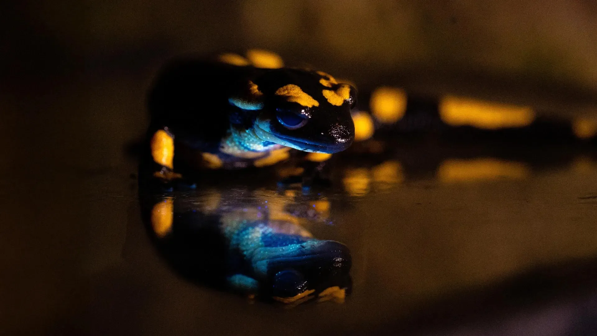 Una salamandra común, negra con manchas amarillas, iluminada con luz ultravioleta: la garganta y el costado brillan en azul turquesa y se reflejan en el agua