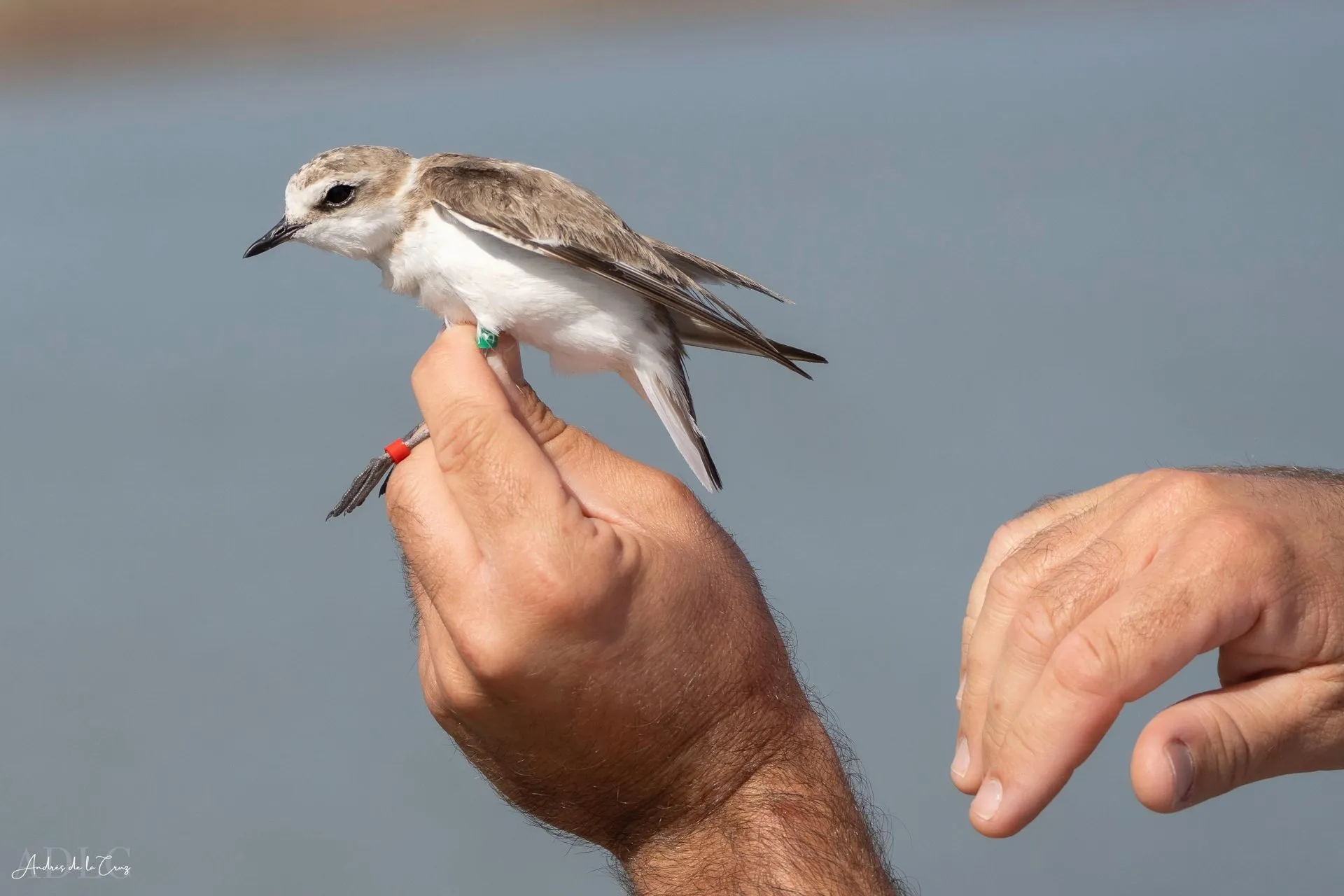 Unas manos sujetan con cuidado un chorlitejo patinegro, un ave pequeña de dorso pardo y vientre blanco, durante su anillamiento