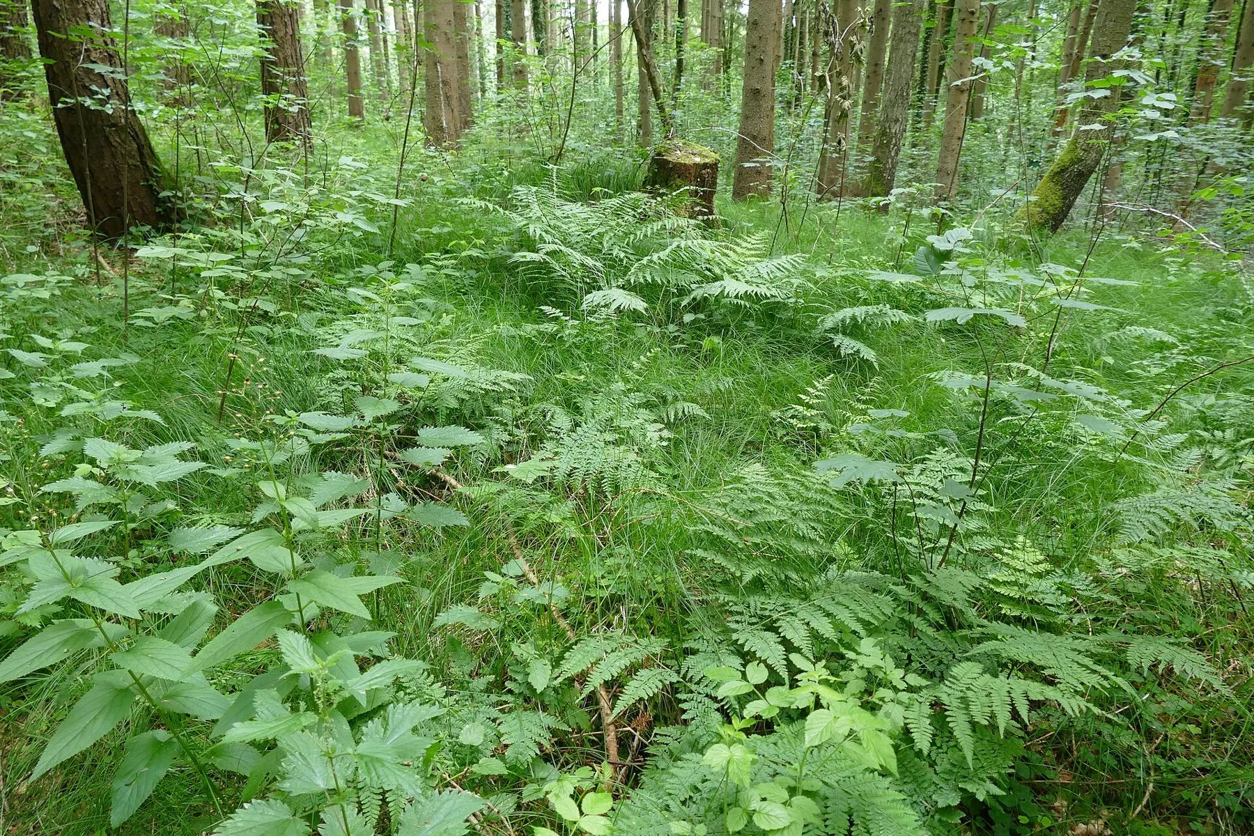 Helechos y plantas cubren el suelo de un bosque