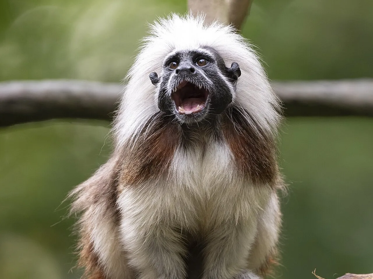 Un tití cabeciblanco, pequeño mono de melena blanca y cara negra, con la boca abierta sobre una rama