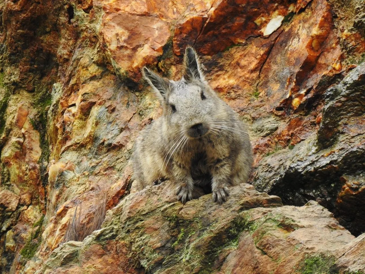 Una vizcacha de orejas largas asoma entre rocas rojizas, mirando de frente