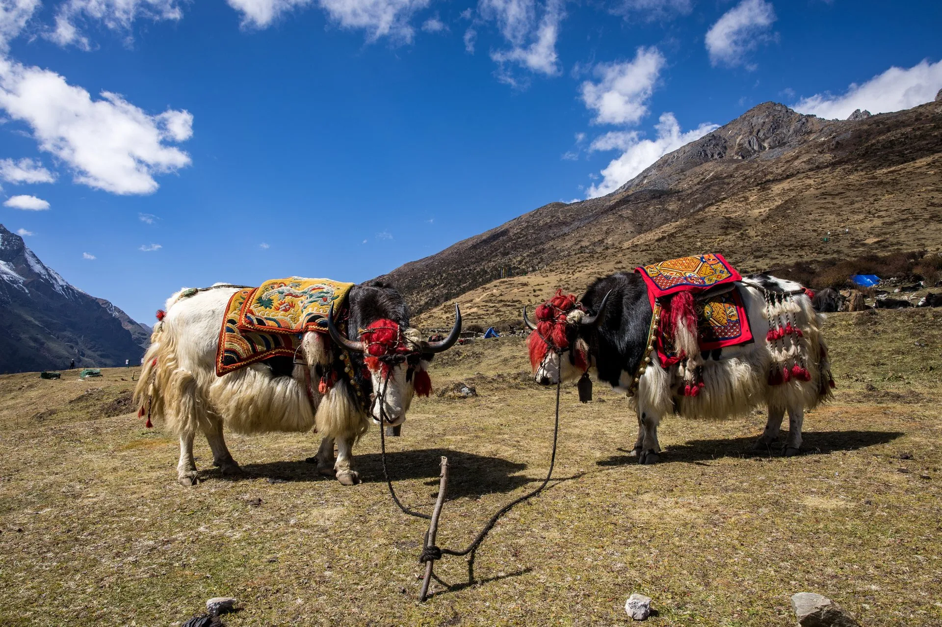 Dos yaks engalanados con mantas rojas y bordados pastan atados en una ladera seca bajo un cielo azul